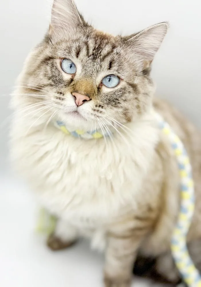 A young medium-sized male Cream Point Birman cat named Milo Is A Supermodel for adoption in Bedford Hills, NY