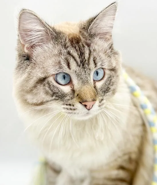 Milo Is A Supermodel thumbnail 2