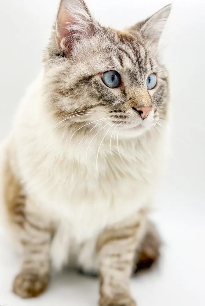 Milo Is A Supermodel thumbnail 3