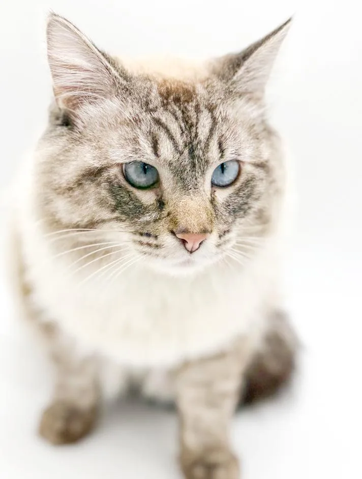 Milo Is A Supermodel thumbnail 4