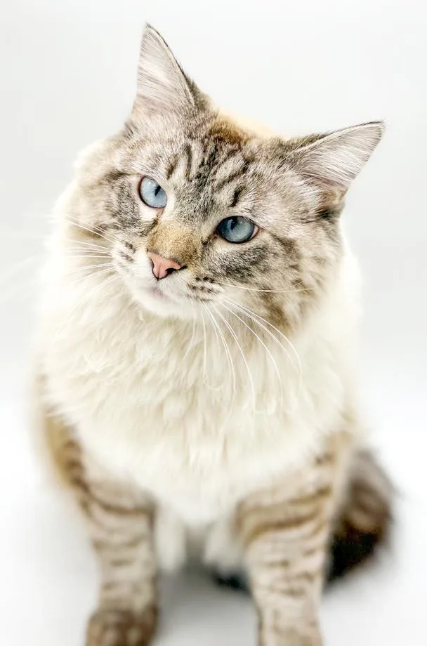 Milo Is A Supermodel thumbnail 5