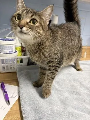 An adult medium-sized female Domestic Short Hair cat named Misty for adoption in Lowell, MA