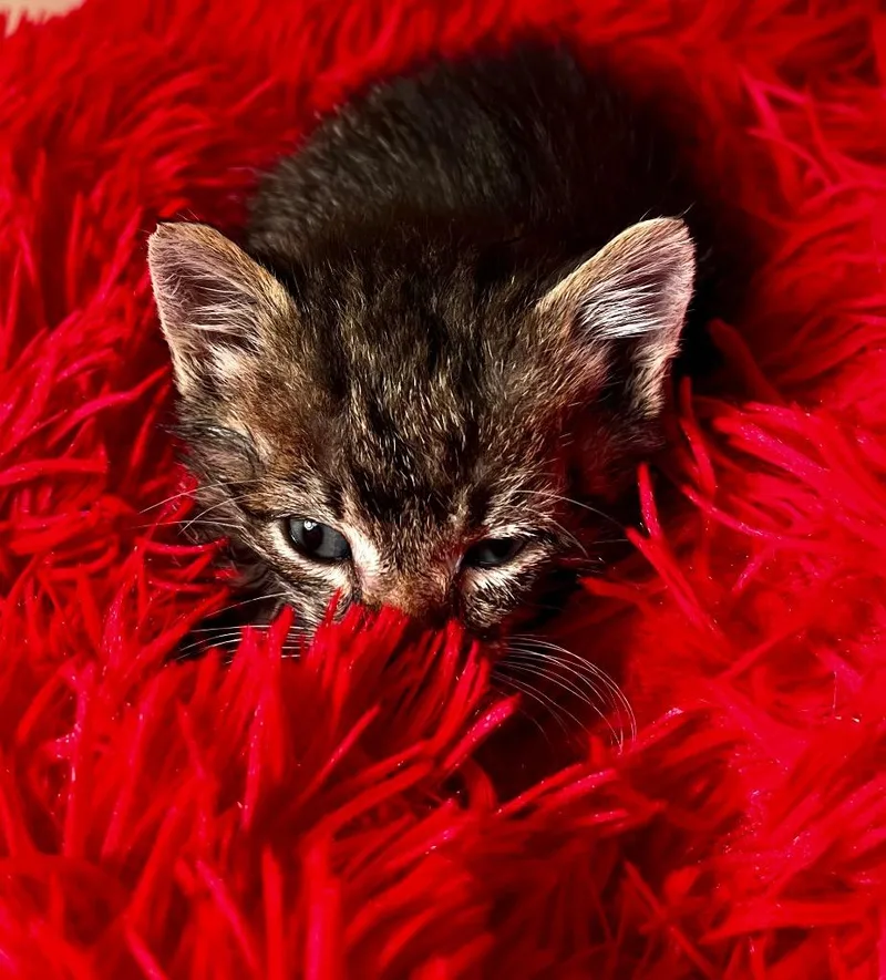 A baby small-sized male Domestic Short Hair cat named Neptune for adoption in Clinton, SC
