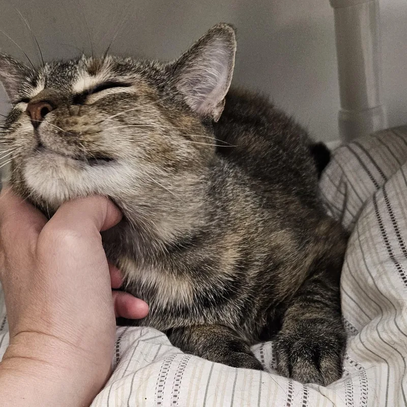 An adult medium-sized female Tortoiseshell Domestic Medium Hair cat named Apricot for adoption in Benton Harbor, MI