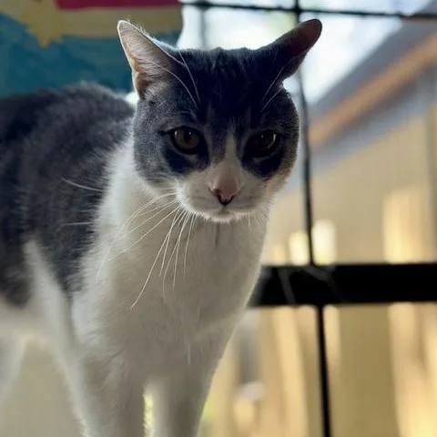 Nick Cave thumbnail 2