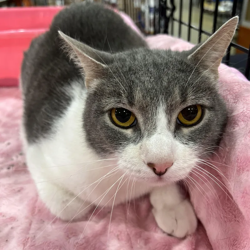 An adult medium-sized male Gray & White Domestic Short Hair cat named Nick Cave for adoption in Memphis, TN