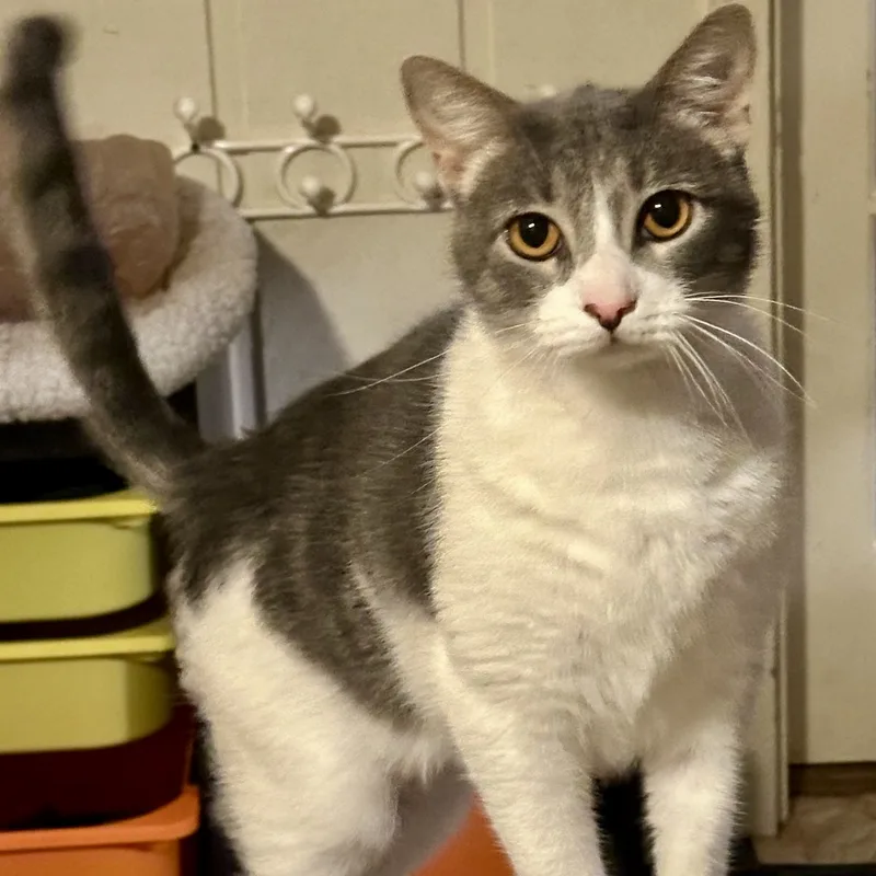 Nick Cave thumbnail 3