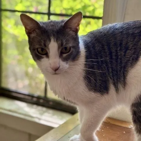 Nick Cave thumbnail 4