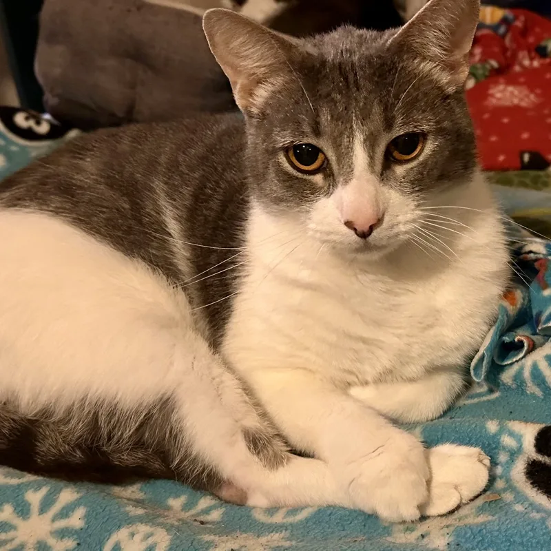 Nick Cave thumbnail 5