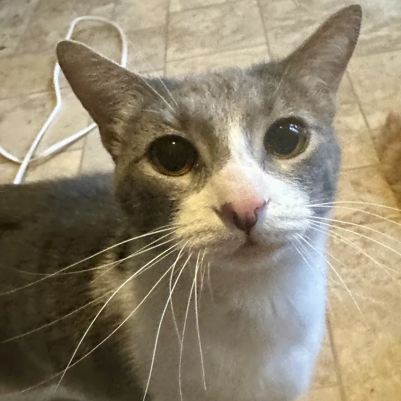 Nick Cave thumbnail 6