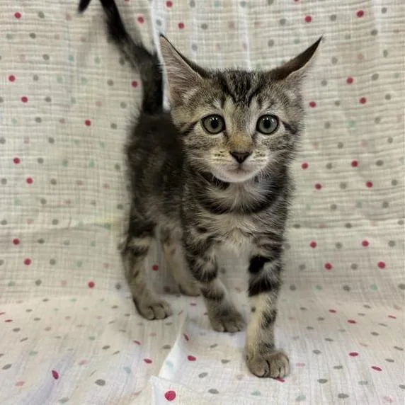 A baby small-sized female Brown / Chocolate Domestic Short Hair cat named Marina for adoption in Hawthorne, CA
