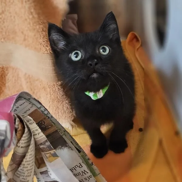 A baby medium-sized male Domestic Medium Hair cat named Caviar for adoption in Oakland, CA