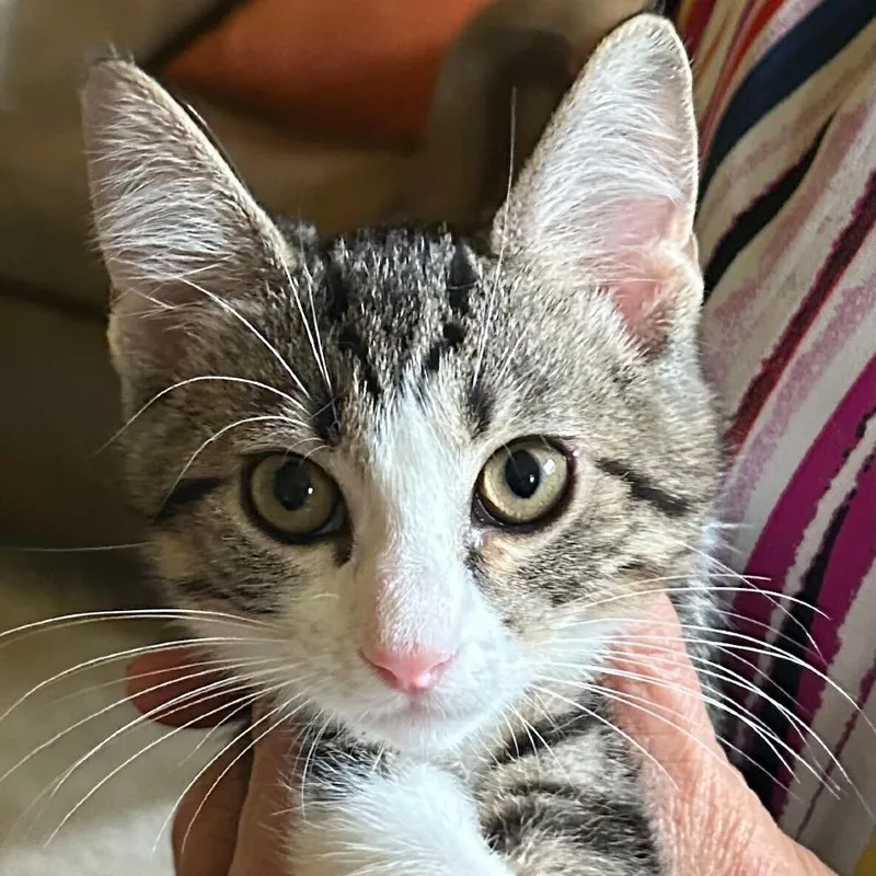A baby small-sized female Brown / Chocolate Domestic Short Hair cat named Lily for adoption in Evansville, IN