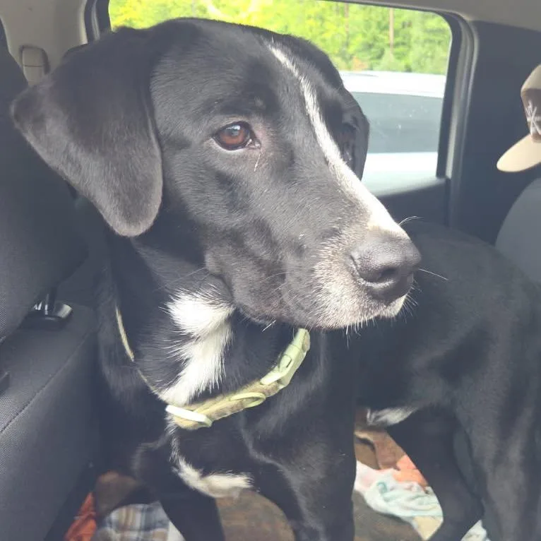 A young medium-sized male Black Labrador Retriever dog named Stitch for adoption in Greensboro, NC