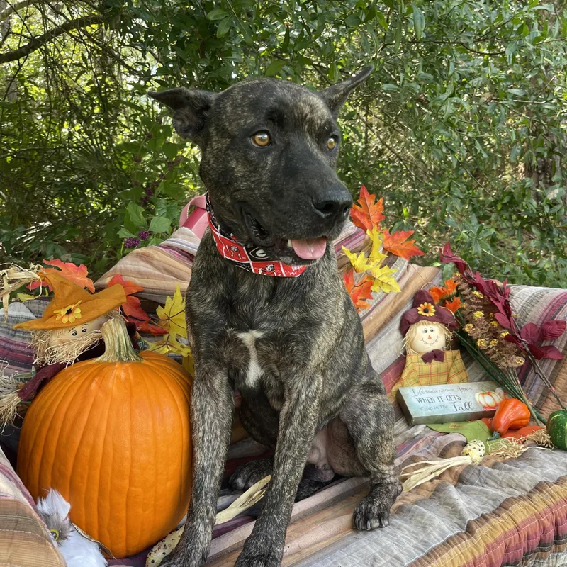 A young medium-sized male Dutch Shepherd dog named Camo for adoption in Sebring, FL