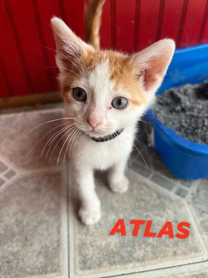A baby medium-sized male Orange & White Domestic Short Hair cat named Atlas for adoption in Morehead, KY