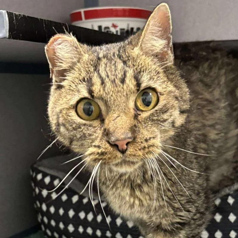 Thomas Jefferson thumbnail 2