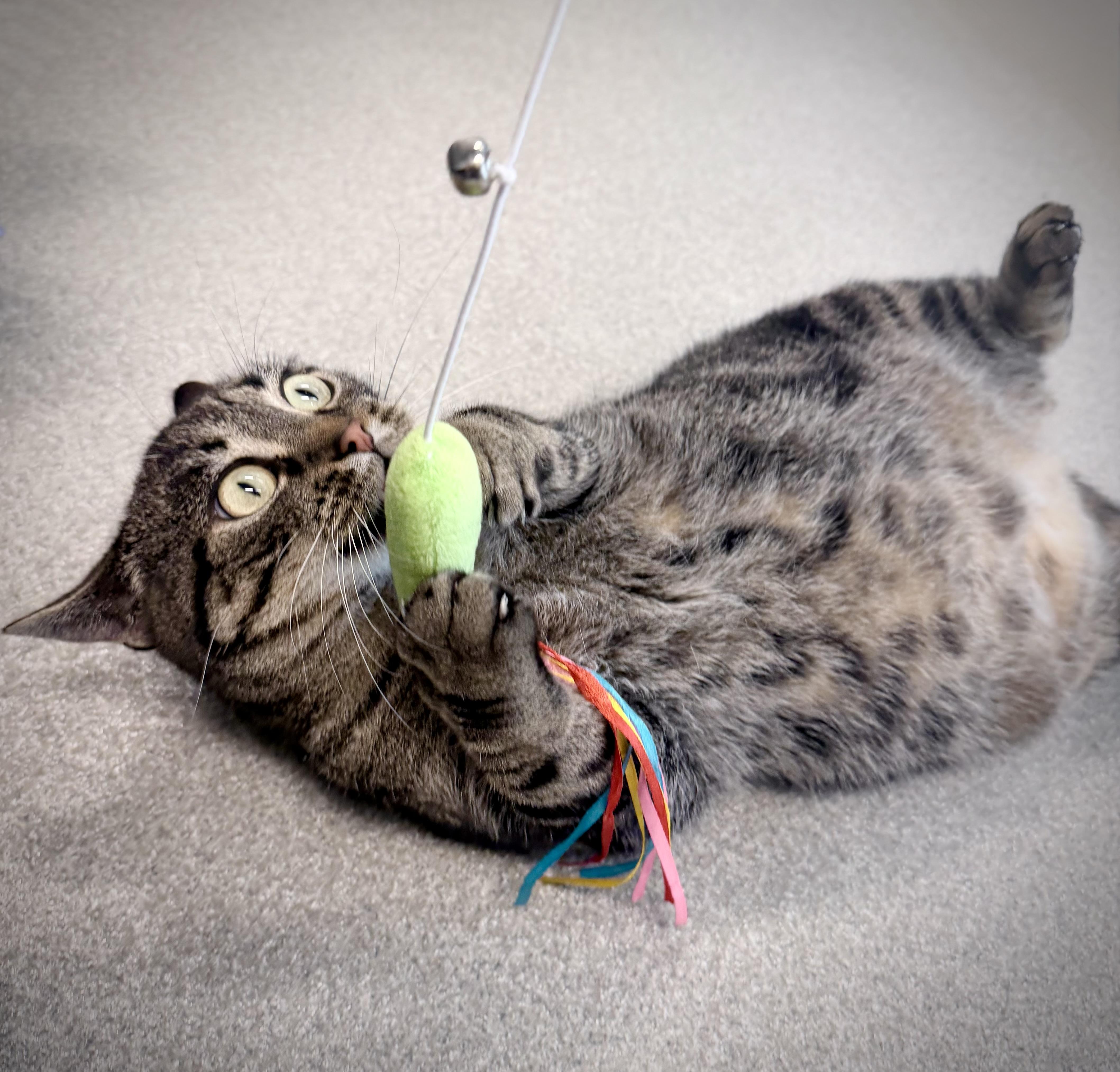 A young medium-sized female Tabby (Brown / Chocolate) Domestic Short Hair cat named Lemon Grab for adoption in Hillsboro, MO