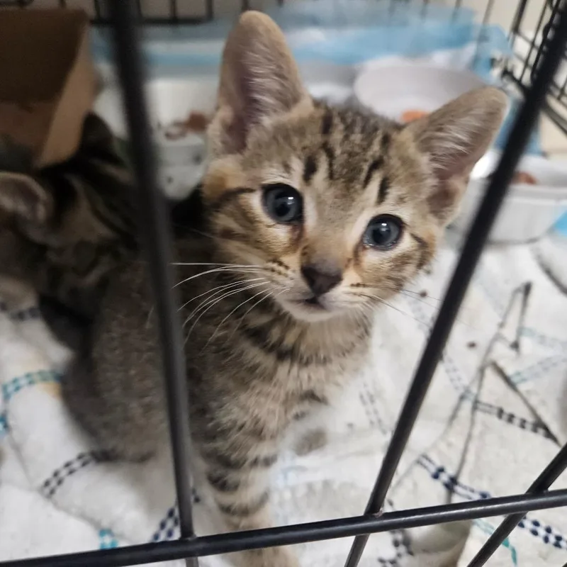 A baby small-sized male Gray / Blue / Silver Domestic Short Hair cat named Adam for adoption in Hattiesburg, MS
