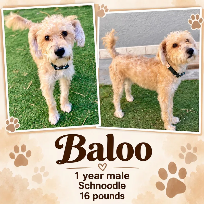 BALOO   YEAR thumbnail 2