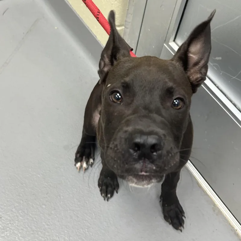 A young medium-sized male Black Mixed Breed dog named StraySonomaPointeDrive for adoption in Columbus, GA