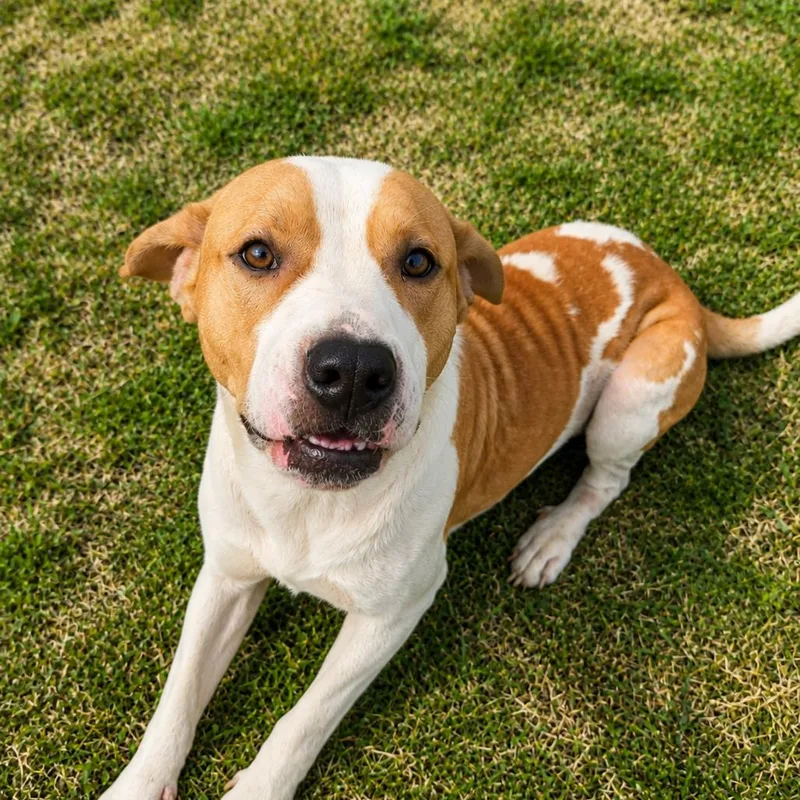 An adult small-sized male Red / Chestnut / Orange Pit Bull Terrier dog named Buddy Boo for adoption in Rogersville, MO
