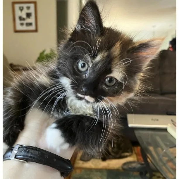 A baby medium-sized male Tortoiseshell cat named Faith for adoption in Woodbridge, VA