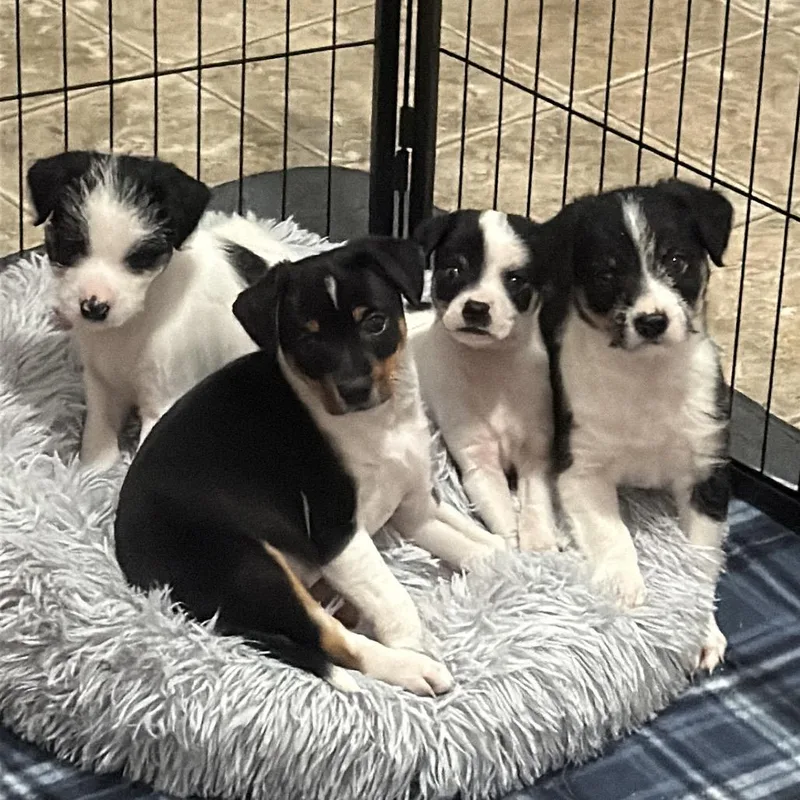 A baby small-sized male Black Terrier dog named Pip for adoption in Newberg, OR