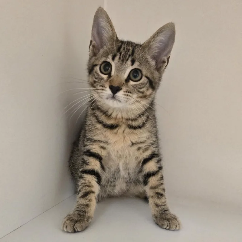 A baby small-sized male Brown / Chocolate Domestic Short Hair cat named Cedar for adoption in Champaign, IL