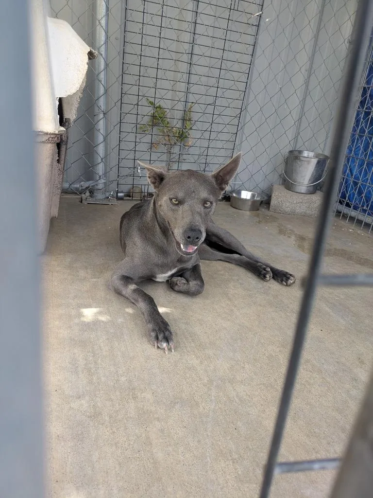 A young medium-sized male Mixed Breed dog named Anubis for adoption in Brownwood, TX