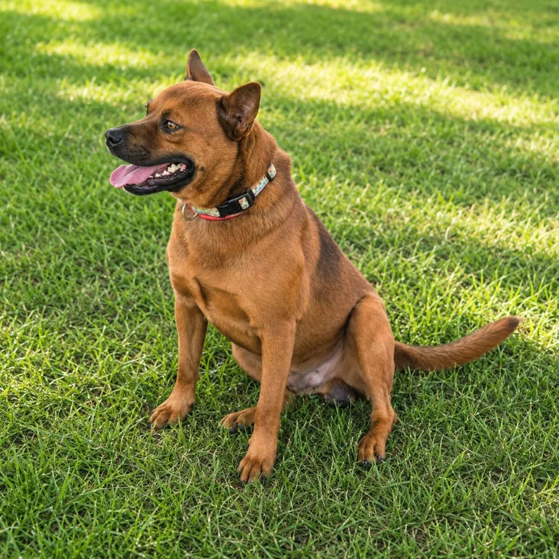 A young small-sized male Golden Australian Cattle Dog / Blue Heeler dog named Cracker Jack for adoption in Houston, TX