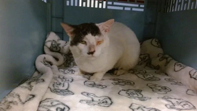 An adult small-sized male Domestic Short Hair cat named Toupee for adoption in Miami, FL