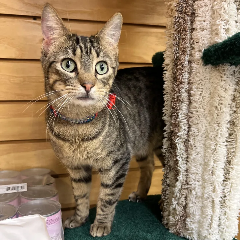 Mini Baker thumbnail 3