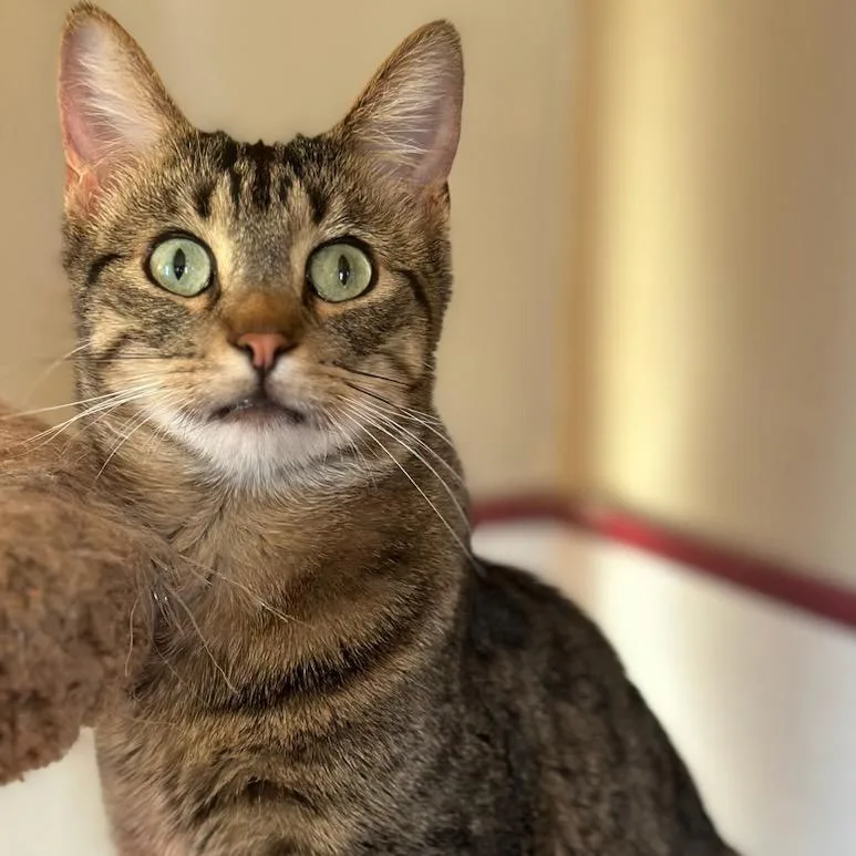 Mini Baker thumbnail 4