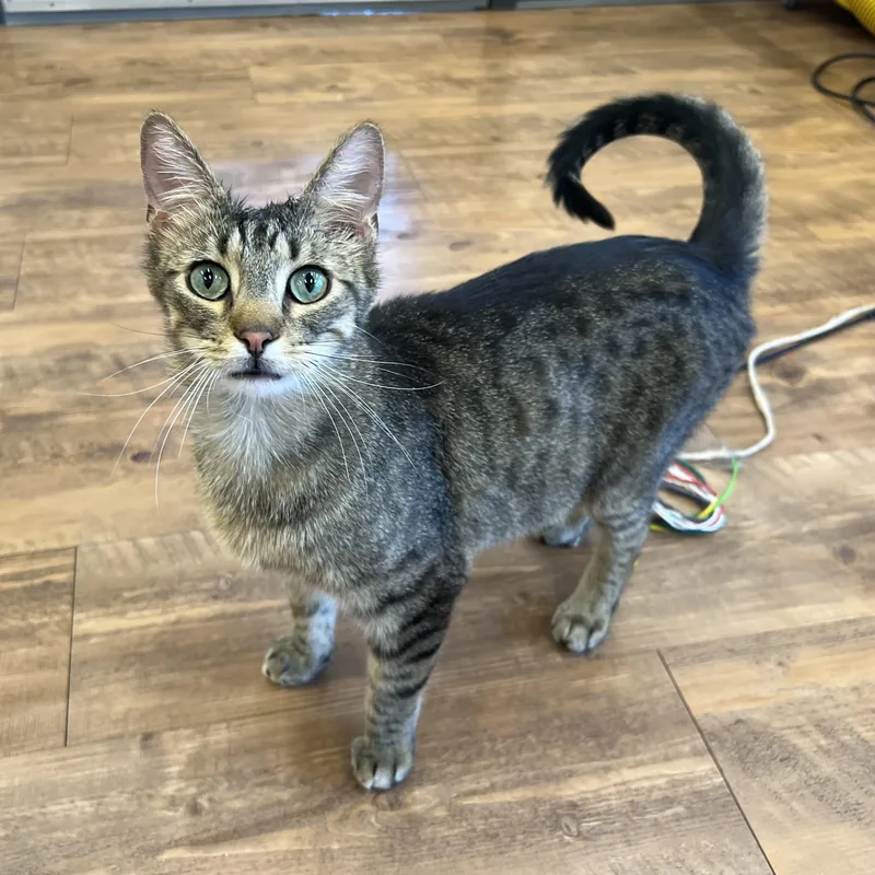 Mini Baker thumbnail 6