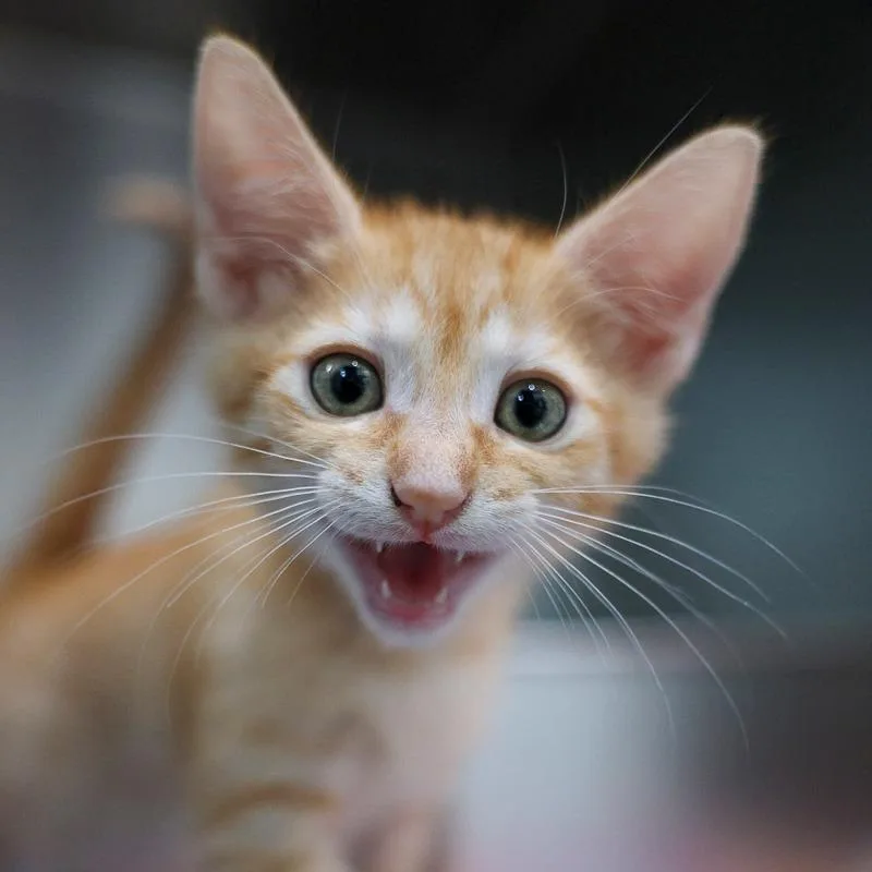 A baby small-sized male Orange / Red Domestic Short Hair cat named Purring Potter for adoption in Bradenton, FL
