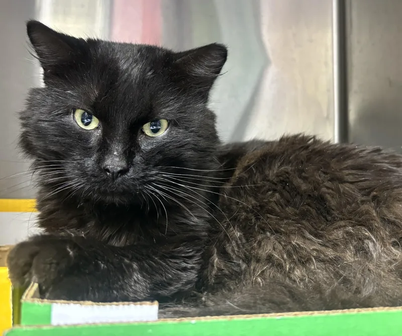 A young medium-sized male Black Domestic Long Hair cat named Sully for adoption in North Haven, CT