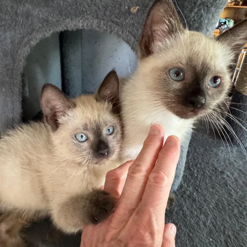A baby small-sized male Siamese cat named Tim for adoption in Bulverde, TX