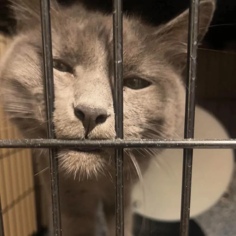 An adult medium-sized female Gray / Blue / Silver Domestic Short Hair cat named Rain for adoption in Idaho Falls, ID