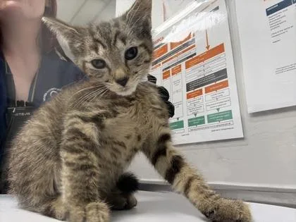 A baby small-sized male Domestic Short Hair cat named Jamie for adoption in Sevierville, TN