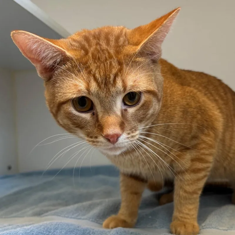 An adult large-sized male Orange / Red Domestic Short Hair cat named Dune for adoption in Naperville, IL