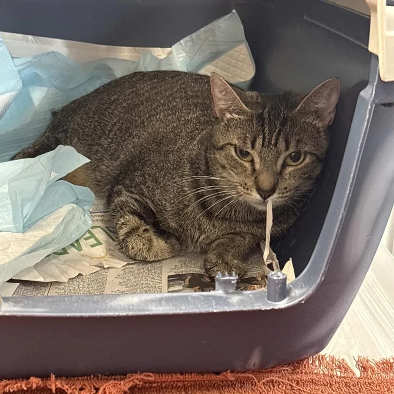 A young small-sized female Gray / Blue / Silver Domestic Short Hair cat named Little Dear for adoption in West Palm Beach, FL