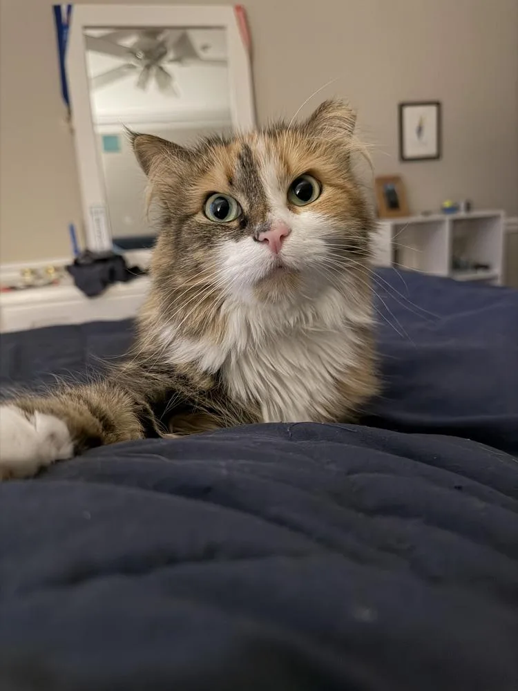 Boo