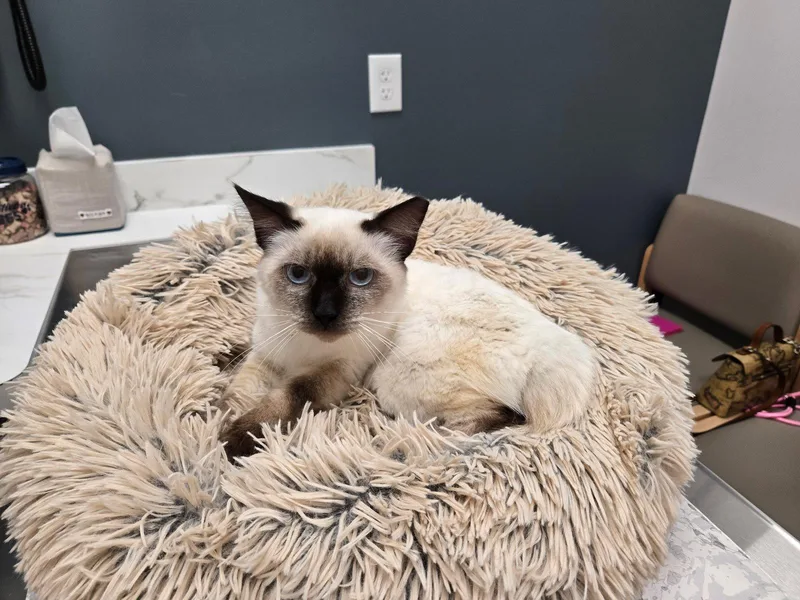A young medium-sized female Siamese cat named Nieves for adoption in Virginia Beach, VA