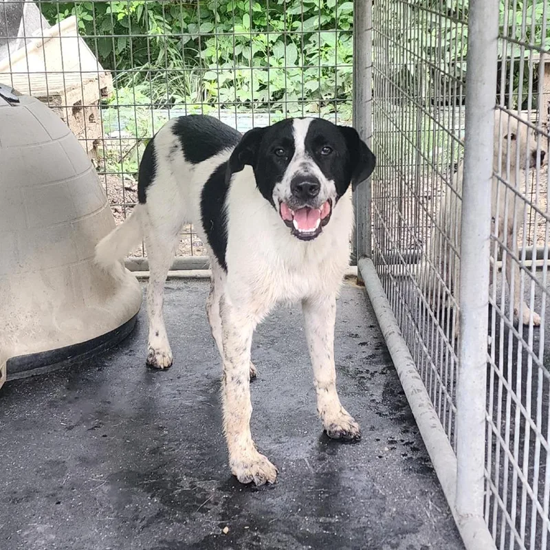 An adult medium-sized male White / Cream Collie dog named Rowdy for adoption in Evensville, TN