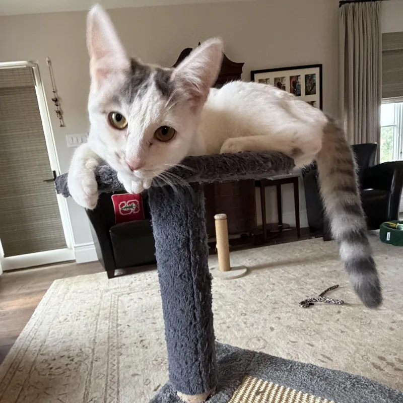 A baby medium-sized female White Domestic Short Hair cat named Beautiful Swan for adoption in Long Beach, CA