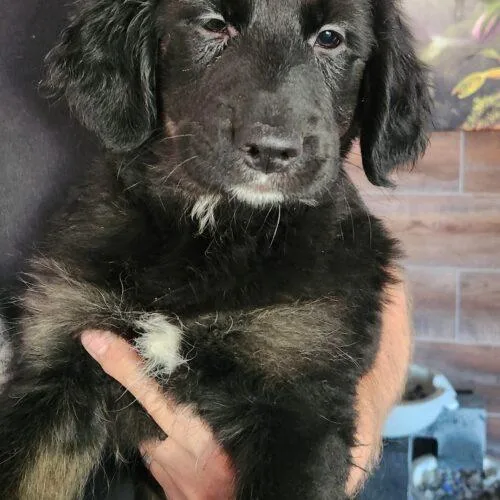 A baby small-sized female Black Golden Retriever dog named Chanel for adoption in Twin lakes, WI