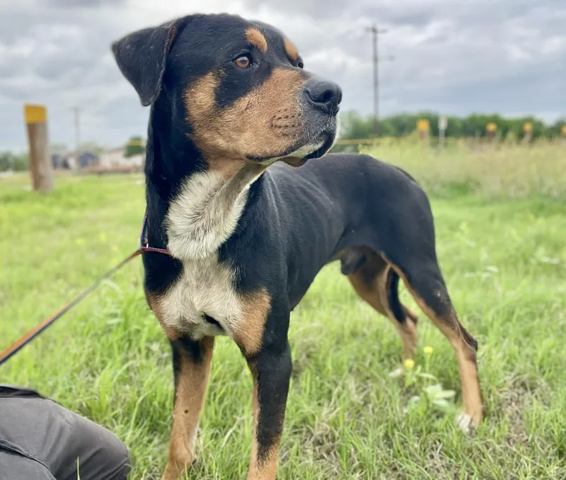 An adult medium-sized male Tricolor (Brown, Black, & White) Rottweiler dog named Scooby for adoption in Elgin, IL