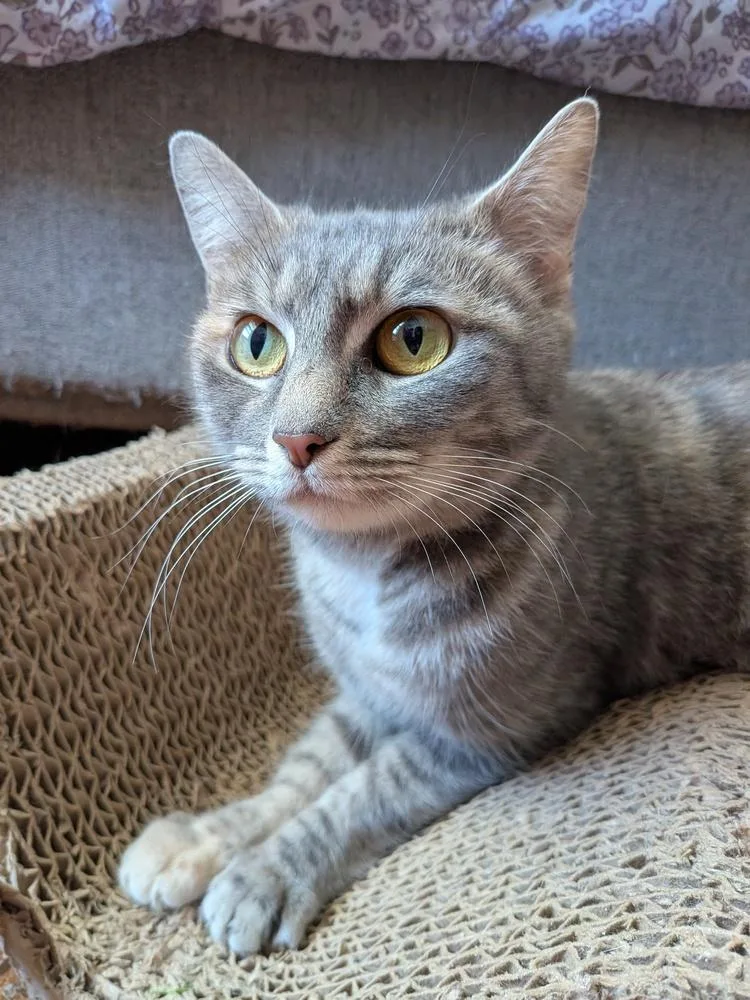 An adult small-sized female Gray / Blue / Silver Domestic Short Hair cat named Greystone for adoption in Mooresville, NC