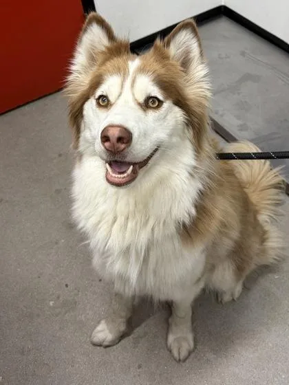 An adult large-sized female Siberian Husky dog named Letta for adoption in West Chester, PA